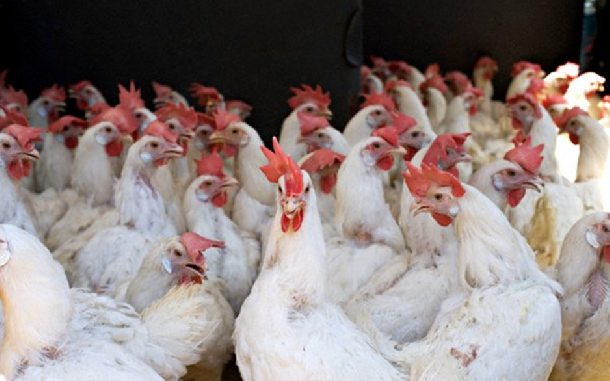 Bệnh mổ cắn (canibalizm) là thói quen có hại của gà