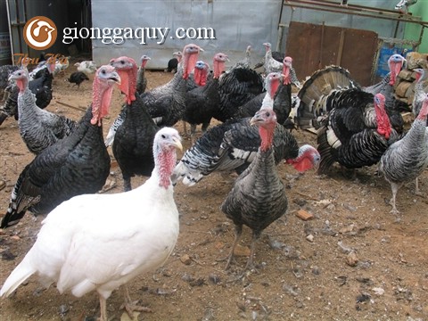 Chăn nuôi gà Tây theo phương thức bán công nghiệp kết hợp thả vườn