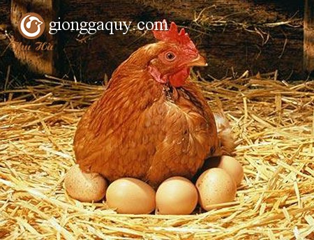 Kỹ thuật chăn nuôi gà đẻ trứng