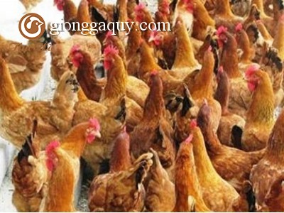 Các yếu tố ảnh hưởng đến tiêu thụ thức ăn trong chăn nuôi gà
