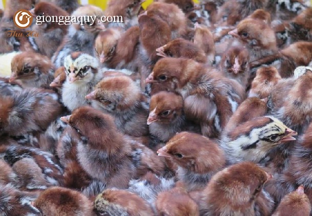 Mô hình trang trại nuôi gà siêu trứng hiệu quả cao