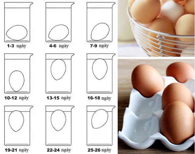 Kiểm tra tuổi trứng gà