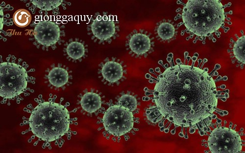 Tổng quan về virus cúm A/H5N1: vấn đề dịch tễ học, tiến hóa, hình thành genotype và tương đồng kháng nguyên-miễn dịch-vaccine
