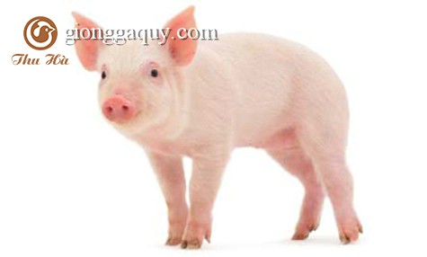 Một số bệnh thường gặp ở lợn và phương pháp điều trị