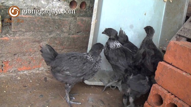Quy trình chăm sóc nuôi dưỡng gà H’Mông thương phẩm
