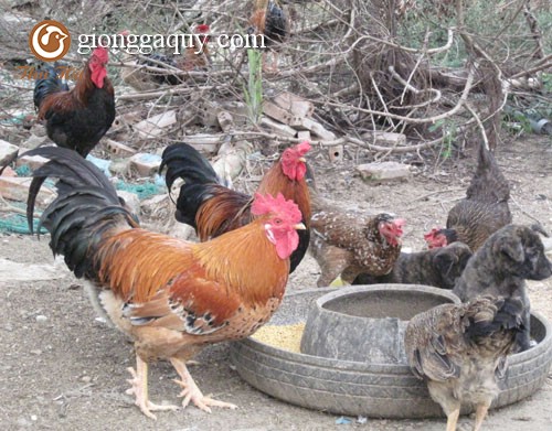 Cách phân biệt gà chín cựa thuần chủng và gà lai
