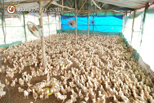 Hướng dẫn cách tính chi phí nuôi gà thả vườn 1000 con