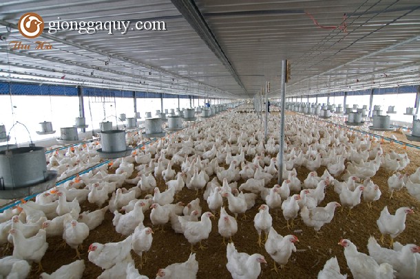 Thức ăn nuôi gà công nghiệp