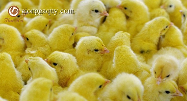Hướng dẫn xác định giới tính cho gà con sau sinh