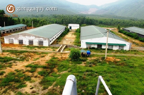 Nuôi gà trại lạnh người nông dân Bắc Ninh chi tiền tỷ để xây dựng  Kiến  thức chăn nuôi