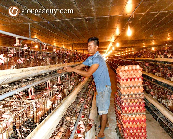 Nuôi gà ở trong nhà máy lạnh ở Lâm Đồng
