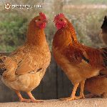 Bán giống gà ri vàng rơm lai 3/4