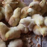 Bán giống gà ri tía mận lai 7/8