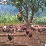 Bán giống gà ri tía mận thuần chủng