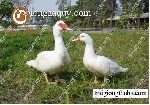Bán ngan siêu nặng giống
