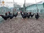 Bán gà lai chọi đen giống