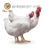 Bán gà công nghiệp mỹ trắng