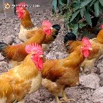 Bán gà lương phượng giống